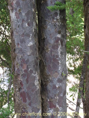 Image of Saxegothaea conspicua (Mañío hembra / Mañío de hojas cortas). Click to enlarge parts of image.